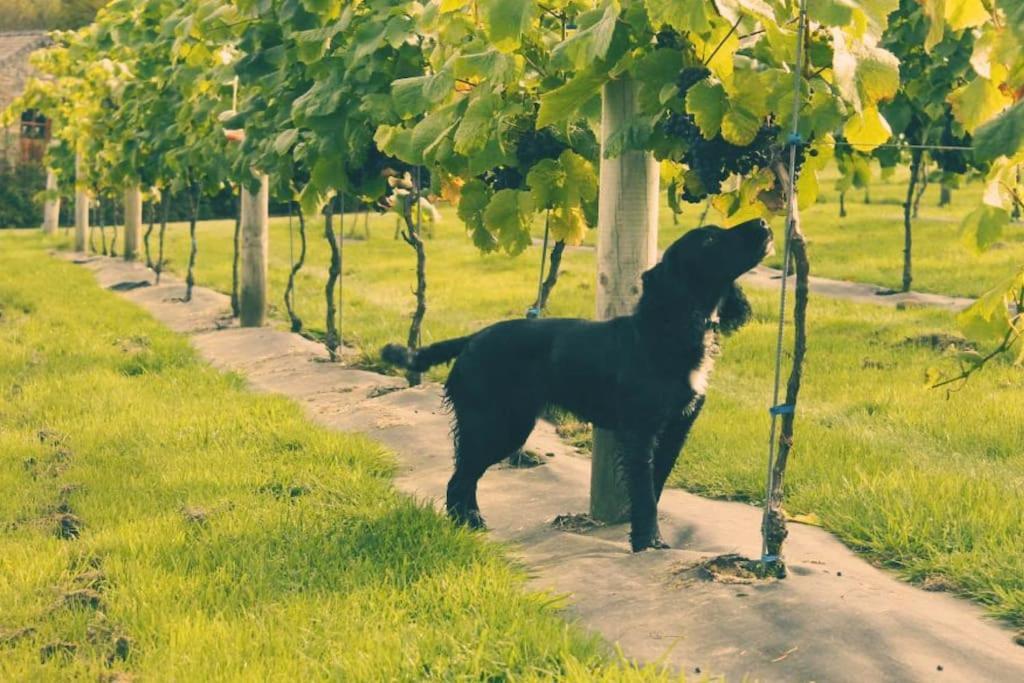 Vineyard Country Cottage Llanerch-Aeron 외부 사진