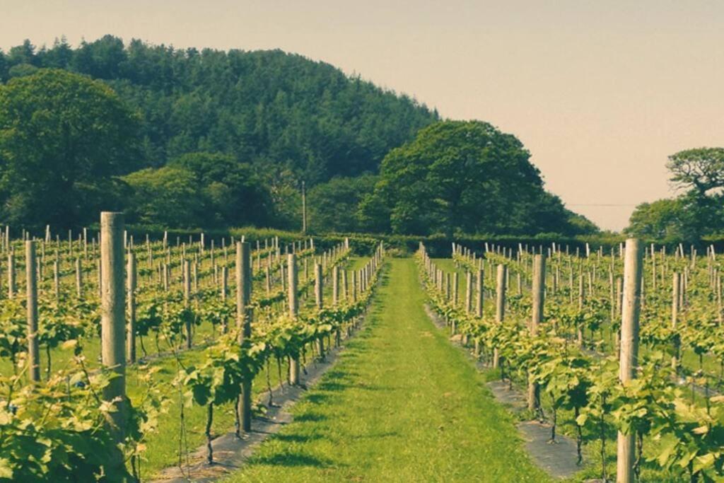 Vineyard Country Cottage Llanerch-Aeron 외부 사진